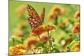 Lacewing Butterfly-Gary Carter-Mounted Photographic Print