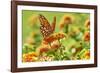 Lacewing Butterfly-Gary Carter-Framed Photographic Print