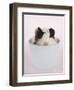 Lacey-Rachael Hale-Framed Art Print