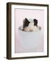 Lacey-Rachael Hale-Framed Art Print