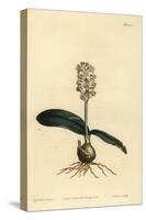 Lachenalia Pallida (Glossy Leaved Lachenalia, Lachenalia Lucida)-Sydenham Teast Edwards-Stretched Canvas