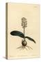 Lachenalia Pallida (Glossy Leaved Lachenalia, Lachenalia Lucida)-Sydenham Teast Edwards-Stretched Canvas