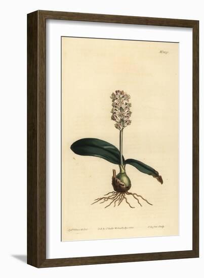 Lachenalia Pallida (Glossy Leaved Lachenalia, Lachenalia Lucida)-Sydenham Teast Edwards-Framed Giclee Print