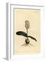 Lachenalia Pallida (Glossy Leaved Lachenalia, Lachenalia Lucida)-Sydenham Teast Edwards-Framed Giclee Print