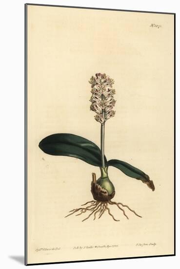 Lachenalia Pallida (Glossy Leaved Lachenalia, Lachenalia Lucida)-Sydenham Teast Edwards-Mounted Giclee Print