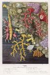 Various Types of Colourful Coral-Lackerbauer-Framed Art Print