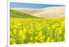 Lacrosse, Washington State, USA. Blooming canola field in the Palouse hills.-Emily Wilson-Framed Photographic Print