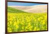 Lacrosse, Washington State, USA. Blooming canola field in the Palouse hills.-Emily Wilson-Framed Photographic Print