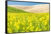 Lacrosse, Washington State, USA. Blooming canola field in the Palouse hills.-Emily Wilson-Framed Stretched Canvas