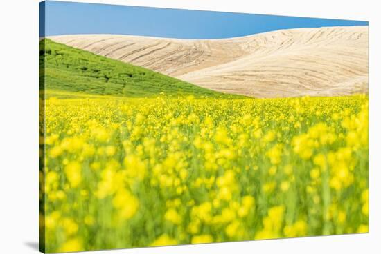 Lacrosse, Washington State, USA. Blooming canola field in the Palouse hills.-Emily Wilson-Stretched Canvas
