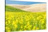 Lacrosse, Washington State, USA. Blooming canola field in the Palouse hills.-Emily Wilson-Stretched Canvas