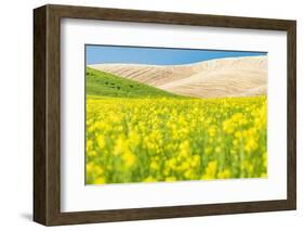 Lacrosse, Washington State, USA. Blooming canola field in the Palouse hills.-Emily Wilson-Framed Photographic Print