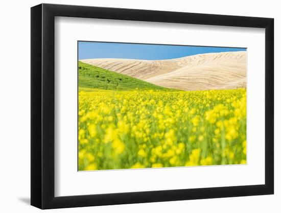 Lacrosse, Washington State, USA. Blooming canola field in the Palouse hills.-Emily Wilson-Framed Photographic Print