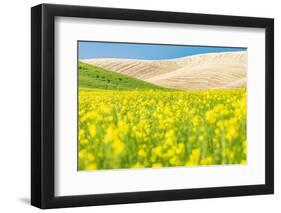 Lacrosse, Washington State, USA. Blooming canola field in the Palouse hills.-Emily Wilson-Framed Photographic Print