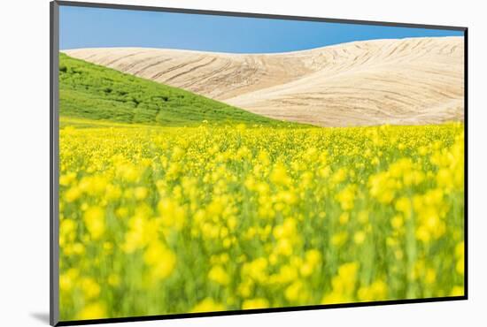 Lacrosse, Washington State, USA. Blooming canola field in the Palouse hills.-Emily Wilson-Mounted Photographic Print