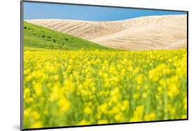 Lacrosse, Washington State, USA. Blooming canola field in the Palouse hills.-Emily Wilson-Mounted Photographic Print