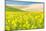 Lacrosse, Washington State, USA. Blooming canola field in the Palouse hills.-Emily Wilson-Mounted Photographic Print