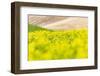 Lacrosse, Washington State, USA. Blooming canola field in the Palouse hills.-Emily Wilson-Framed Photographic Print