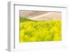 Lacrosse, Washington State, USA. Blooming canola field in the Palouse hills.-Emily Wilson-Framed Photographic Print