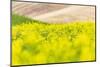 Lacrosse, Washington State, USA. Blooming canola field in the Palouse hills.-Emily Wilson-Mounted Photographic Print