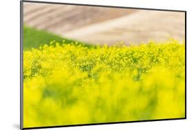 Lacrosse, Washington State, USA. Blooming canola field in the Palouse hills.-Emily Wilson-Mounted Photographic Print