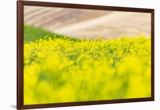 Lacrosse, Washington State, USA. Blooming canola field in the Palouse hills.-Emily Wilson-Framed Photographic Print