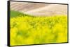 Lacrosse, Washington State, USA. Blooming canola field in the Palouse hills.-Emily Wilson-Framed Stretched Canvas