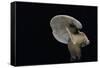 Lactarius Atlanticus (Milk-Cap)-Paul Starosta-Framed Stretched Canvas