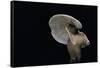 Lactarius Atlanticus (Milk-Cap)-Paul Starosta-Framed Stretched Canvas