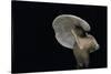 Lactarius Atlanticus (Milk-Cap)-Paul Starosta-Stretched Canvas