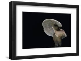 Lactarius Atlanticus (Milk-Cap)-Paul Starosta-Framed Photographic Print