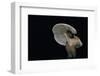 Lactarius Atlanticus (Milk-Cap)-Paul Starosta-Framed Photographic Print