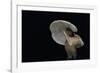 Lactarius Atlanticus (Milk-Cap)-Paul Starosta-Framed Photographic Print