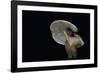 Lactarius Atlanticus (Milk-Cap)-Paul Starosta-Framed Photographic Print