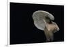 Lactarius Atlanticus (Milk-Cap)-Paul Starosta-Framed Photographic Print