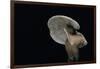 Lactarius Atlanticus (Milk-Cap)-Paul Starosta-Framed Photographic Print