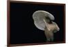 Lactarius Atlanticus (Milk-Cap)-Paul Starosta-Framed Photographic Print