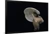 Lactarius Atlanticus (Milk-Cap)-Paul Starosta-Framed Photographic Print