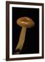 Lactarius Aurantiofulvus (Milk-Cap)-Paul Starosta-Framed Photographic Print