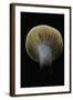 Lactarius Decipiens (Milk-Cap)-Paul Starosta-Framed Photographic Print