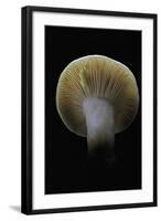 Lactarius Decipiens (Milk-Cap)-Paul Starosta-Framed Photographic Print