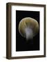 Lactarius Decipiens (Milk-Cap)-Paul Starosta-Framed Photographic Print