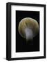 Lactarius Decipiens (Milk-Cap)-Paul Starosta-Framed Photographic Print