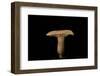 Lactarius Decipiens (Milk-Cap)-Paul Starosta-Framed Photographic Print