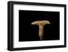 Lactarius Decipiens (Milk-Cap)-Paul Starosta-Framed Photographic Print