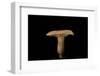 Lactarius Decipiens (Milk-Cap)-Paul Starosta-Framed Photographic Print