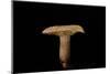 Lactarius Decipiens (Milk-Cap)-Paul Starosta-Mounted Photographic Print