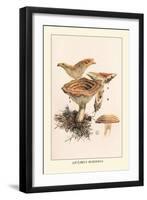 Lactarius Deliciosus-William Hamilton Gibson-Framed Art Print