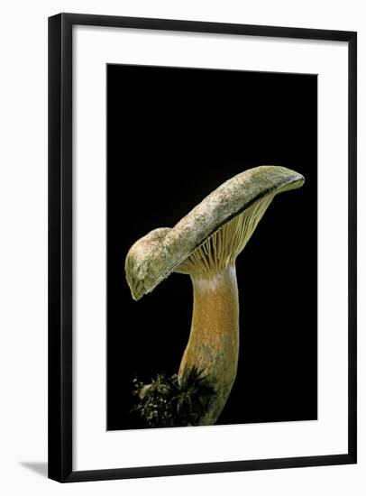 Lactarius Deterrimus (False Saffron Milkcap, Orange Milkcap)-Paul Starosta-Framed Photographic Print