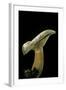 Lactarius Deterrimus (False Saffron Milkcap, Orange Milkcap)-Paul Starosta-Framed Photographic Print